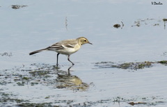 Motacilla alba