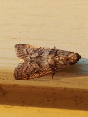 Promylea lunigerella