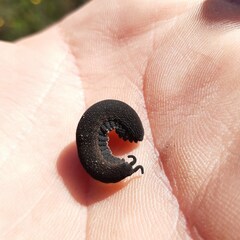 Peripatopsis clavigera