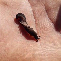 Peripatopsis clavigera