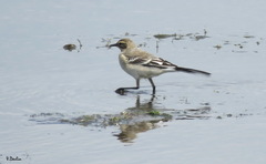 Motacilla alba