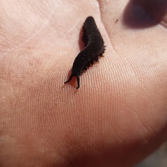 Peripatopsis clavigera