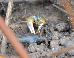 Minuca longisignalis