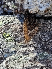 Oeneis melissa semidea