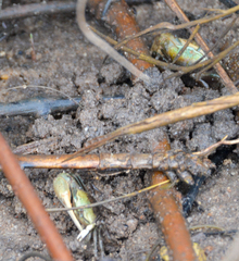 Minuca longisignalis