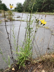 Hieracium umbellatum filifolium