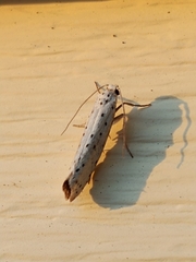 Yponomeuta cagnagella