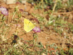 Colias aurorina