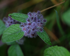 Clinopodium caucasicum