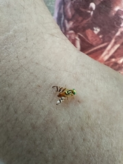 Zonosemata vittigera