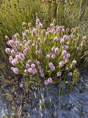 Stilbe overbergensis