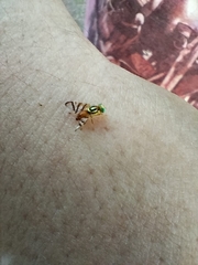 Zonosemata vittigera