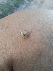 Zonosemata vittigera