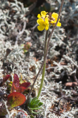 Draba alpina