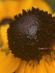 Odontocorynus umbellae