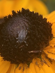 Odontocorynus umbellae