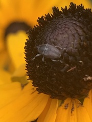 Odontocorynus umbellae