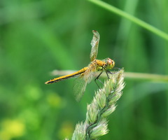 Sympetrum flaveolum