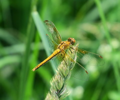 Sympetrum flaveolum
