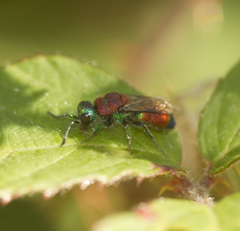 Chrysis viridula