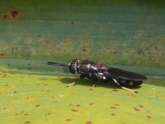 Hermetia sexmaculata