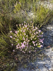 Stilbe overbergensis