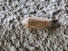 Negosiana dualis