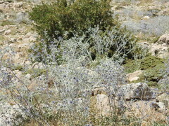 Eryngium billardieri