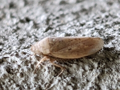 Negosiana dualis