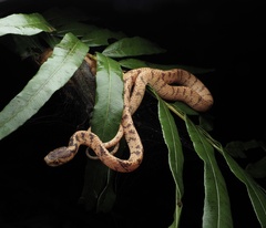 Pareas chinensis