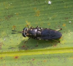 Hermetia sexmaculata