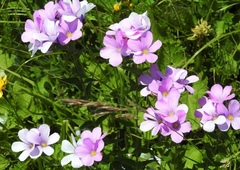 Linum hypericifolium