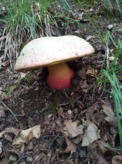 Rubroboletus satanas