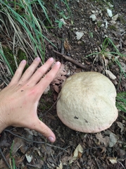 Rubroboletus satanas