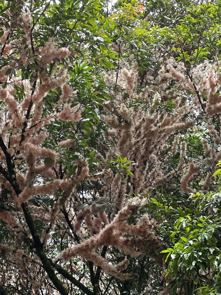 Zygia longifolia from Transversal 4, Medellín, Antioquia, CO on August