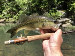 Micropterus henshalli