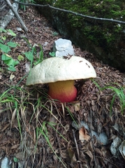 Rubroboletus satanas