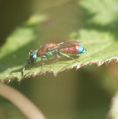 Chrysis viridula