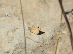 Pseudochazara pelopea