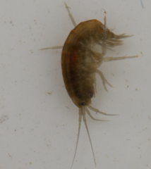 Gammarus lacustris