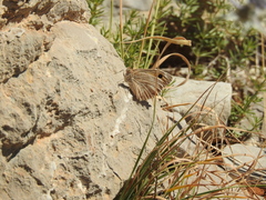 Pseudochazara pelopea