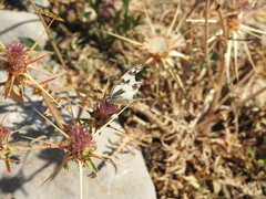 Melanargia titea