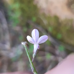 Lobelia patula