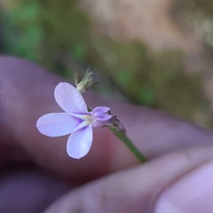 Lobelia patula