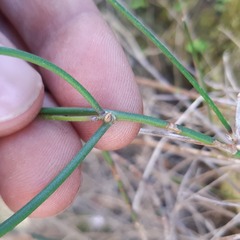 Lobelia patula