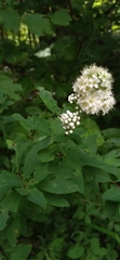 Spiraea alba latifolia