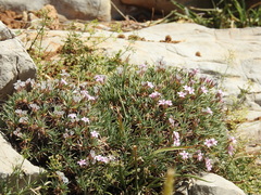 Acantholimon libanoticum