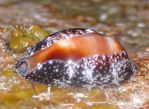 Cypraea ventriculus observed 2010-02-05