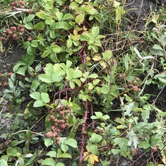 Rubus scissus