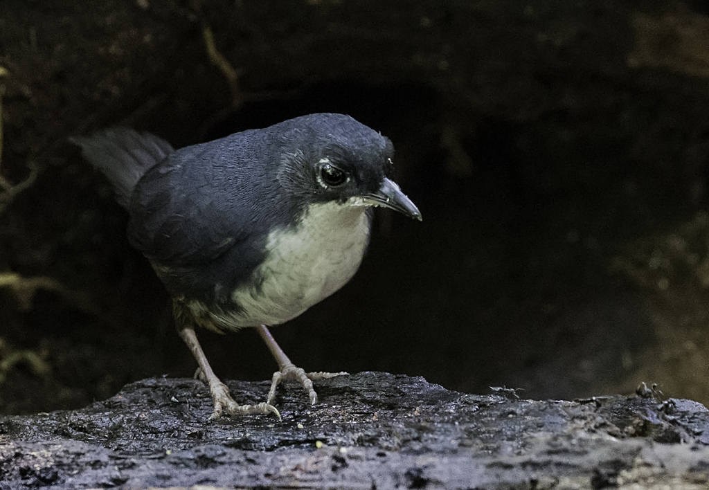 Bahia Tapaculo (Eleoscytalopus psychopompus) photo